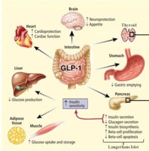 Internal systems graphic